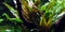  Tropica Potted Cryptocoryne undulata broad leaves