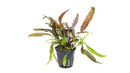  Tropica Potted Cryptocoryne Usteriana