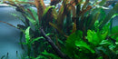  Tropica Potted Cryptocoryne Usteriana