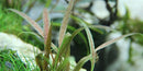  Tropica Potted Cryptocoryne Albida Brown