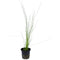  Tropica Potted Eleocharis sp. montevidensis