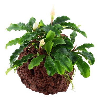 メーカー公式ショップ】 ももん チランジア7種 植物/観葉植物 - findbug.io