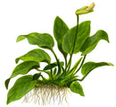 Tropica Potted Anubias barteri var. nana Large