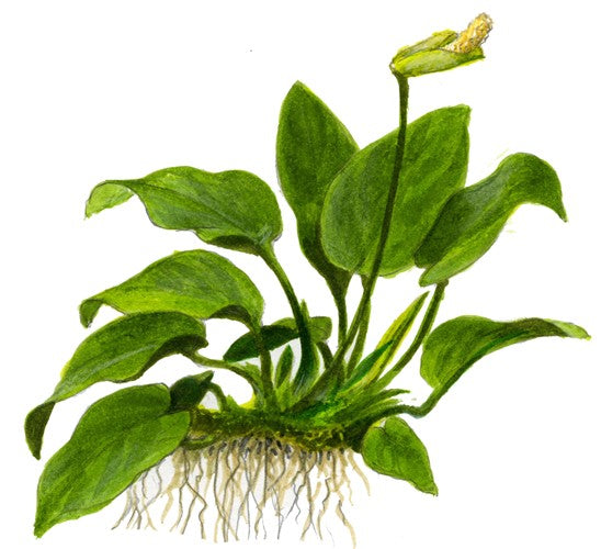 Tropica Potted Anubias barteri var. nana Large