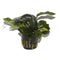 Tropica Potted Anubias barteri var. nana Large