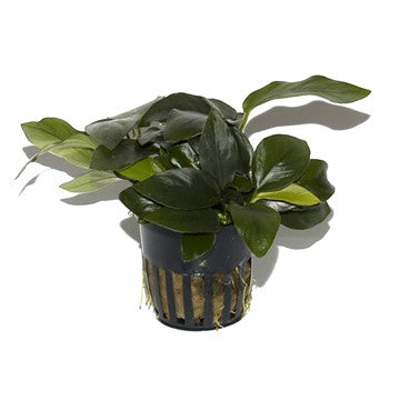 Tropica Potted Anubias barteri var. nana Large