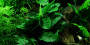 Tropica Potted Anubias barteri var. nana Large