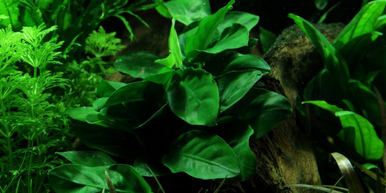 Tropica Potted Anubias barteri var. nana Large
