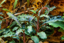 Tropica Potted Bucephalandra Kedagang