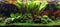 Tropica Potted Bucephalandra pygmaea Wavy Green