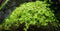 Tropica Potted Micranthemum tweedie Monte Carlo