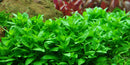 Tropica Potted Staurogyne repens